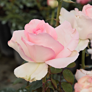 Pоза Чудесен век - розов - Чайно хибридни рози 